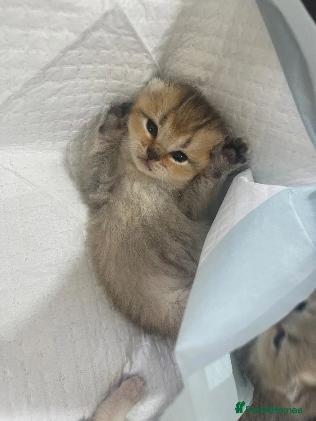 British Shorthair cats for sale: British shorthair kittens for sale in Walsall - Advert 22