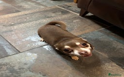 Chihuahua dogs for sale: 2 Lovely Little Boys - Advert 9