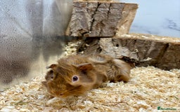 Guinea Pig rodents for sale: Lots of Baby Guinea Pigs for sale - Image 15