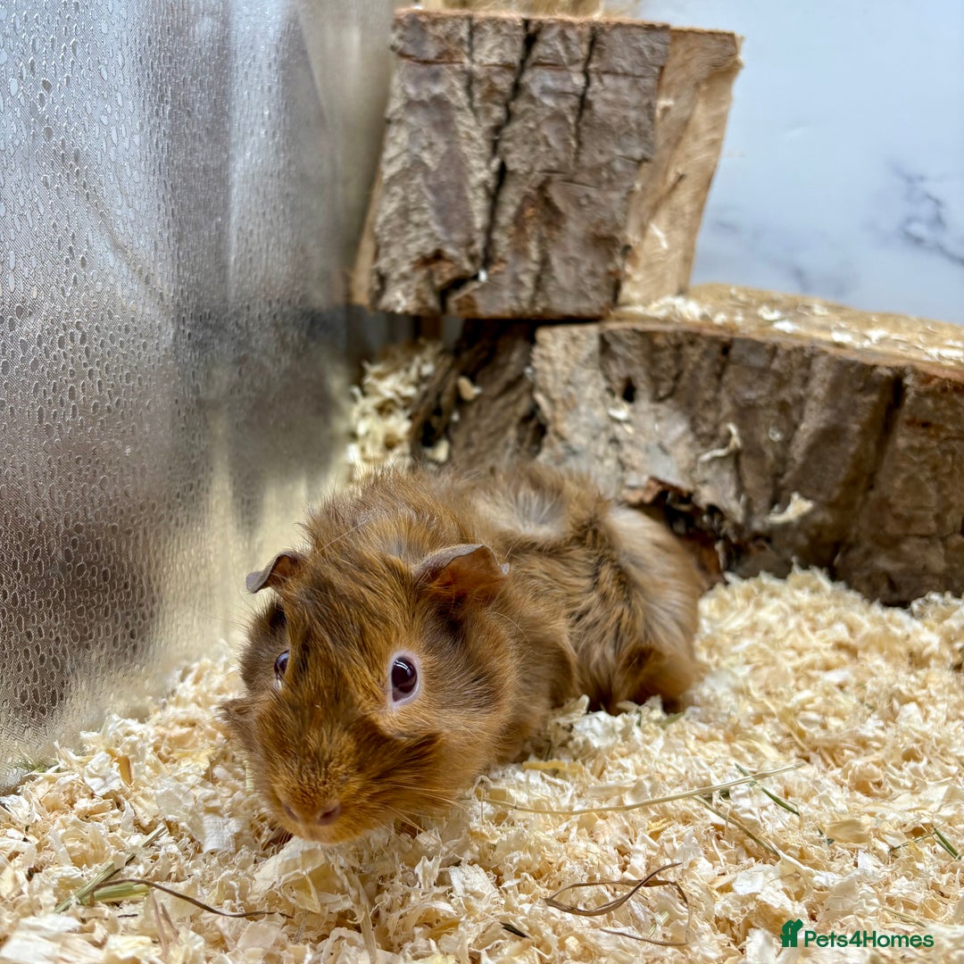 Guinea Pig rodents for sale: Lots of Baby Guinea Pigs for sale - Image 15