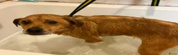 Mixed Breed dogs for adoption: Fry - Norwich Norfolk  - Advert 5