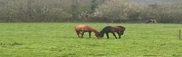 Other Breed horses for sale: Penny super sweet 15.1hh Mare - Advert 4