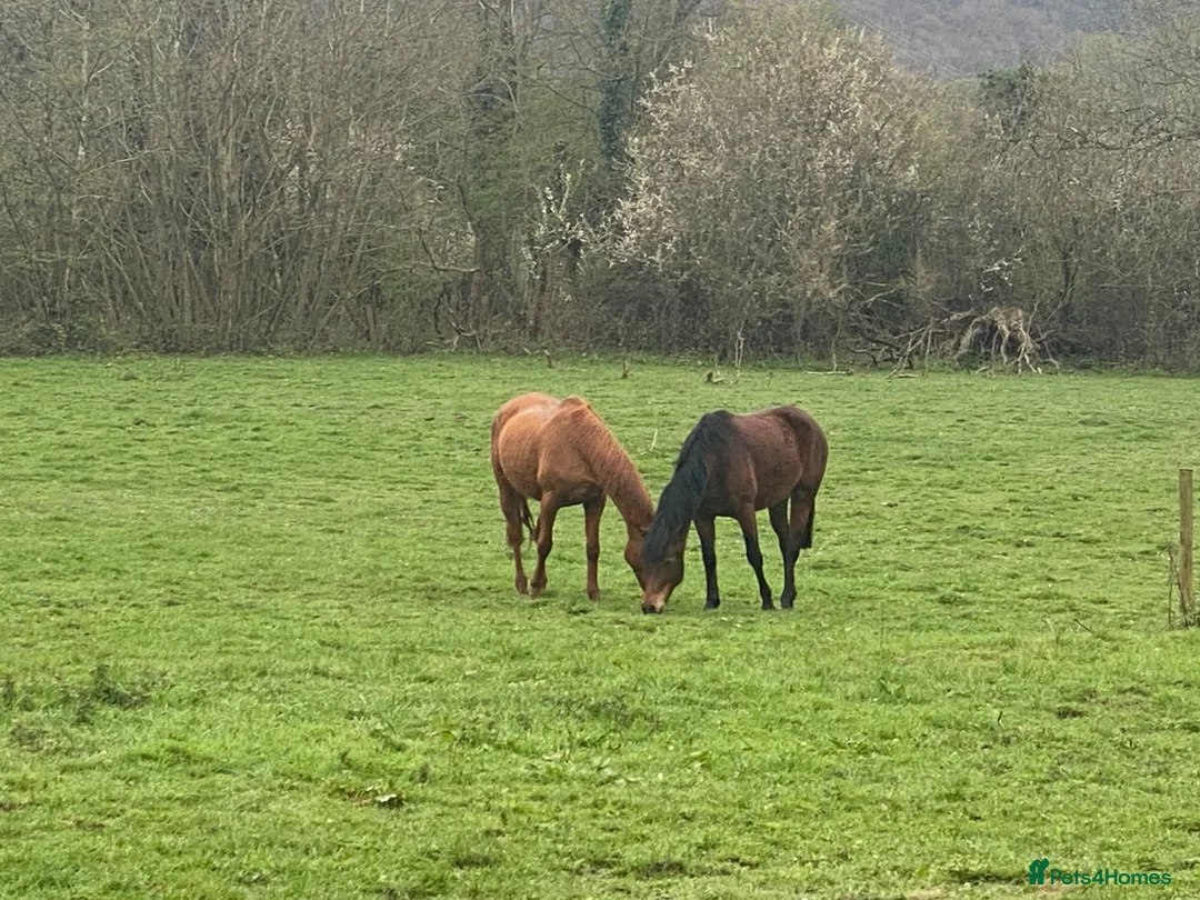 Other Breed horses for sale: Penny super sweet 15.1hh Mare - Advert 4