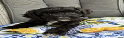 Cockapoo dogs for sale: Cockapoo Puppies Looking for Their Forever Homes  in Canterbury - Advert 6