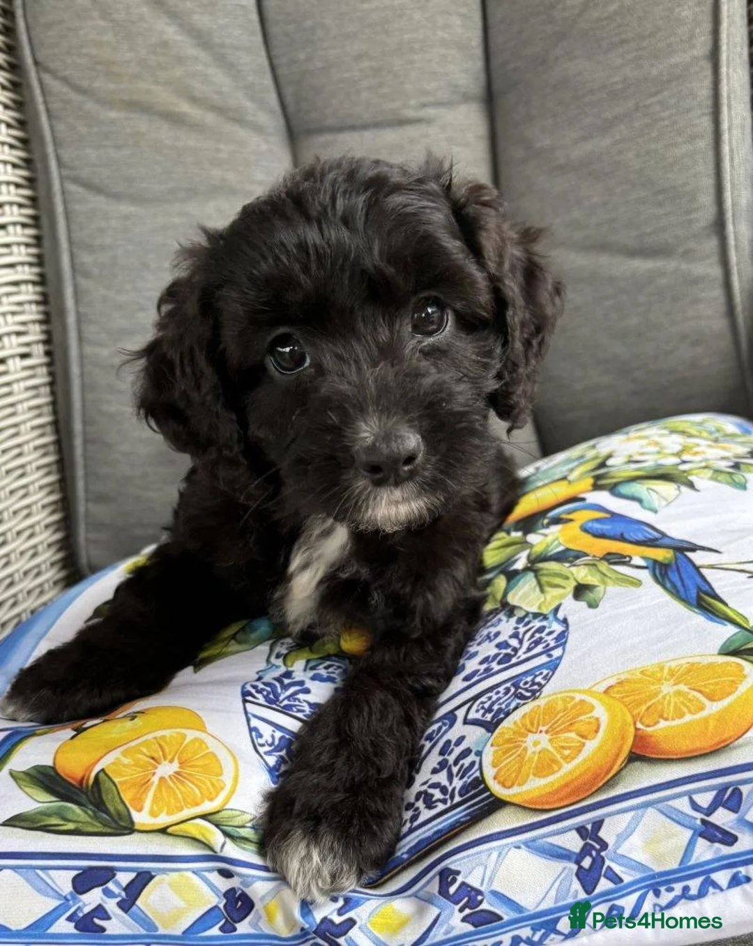 Cockapoo dogs for sale: Cockapoo Puppies Looking for Their Forever Homes  in Canterbury - Advert 6