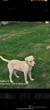 Labradoodle dogs - Advert 6