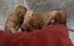 Labrador Retriever dogs for sale: KC Reg Labrador Puppies For Sale - Image 13