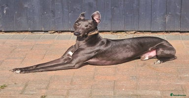 Whippet dogs - Advert 7
