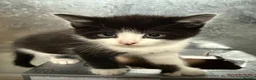 Mixed Breed cats for sale: BBSH mixed breed kitten black white boy - Advert 6