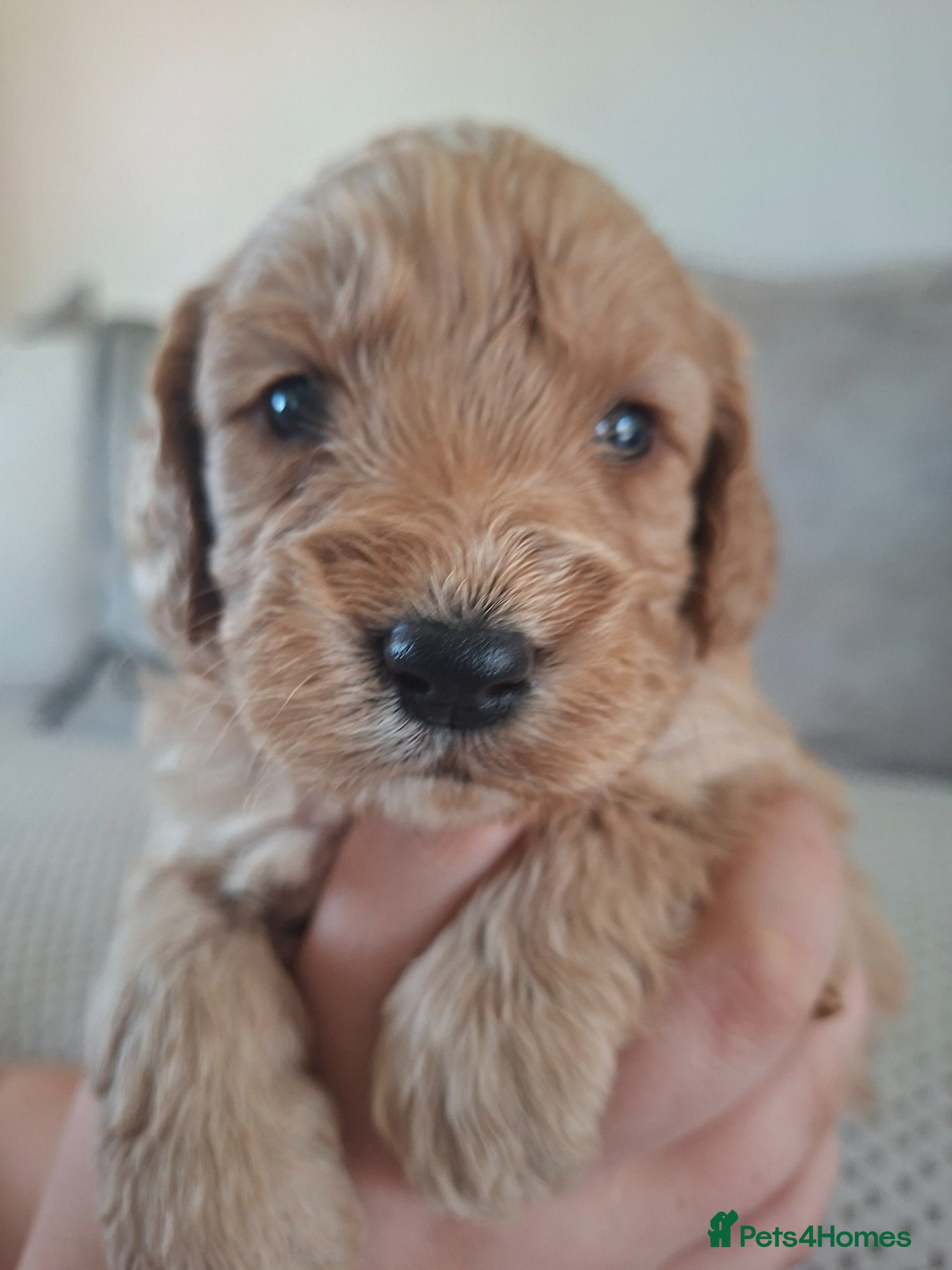 Cockapoo dogs 1 girl remaining - Advert 1