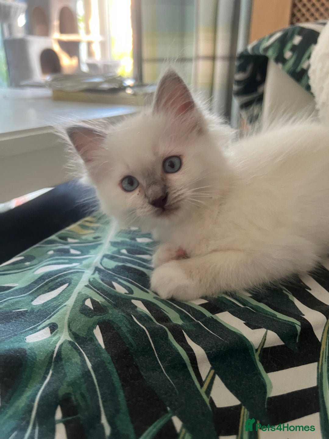 Ragdoll cats for sale: Rare champion lilac/flame/tortie Ragdoll kittens in Hook - Image 9