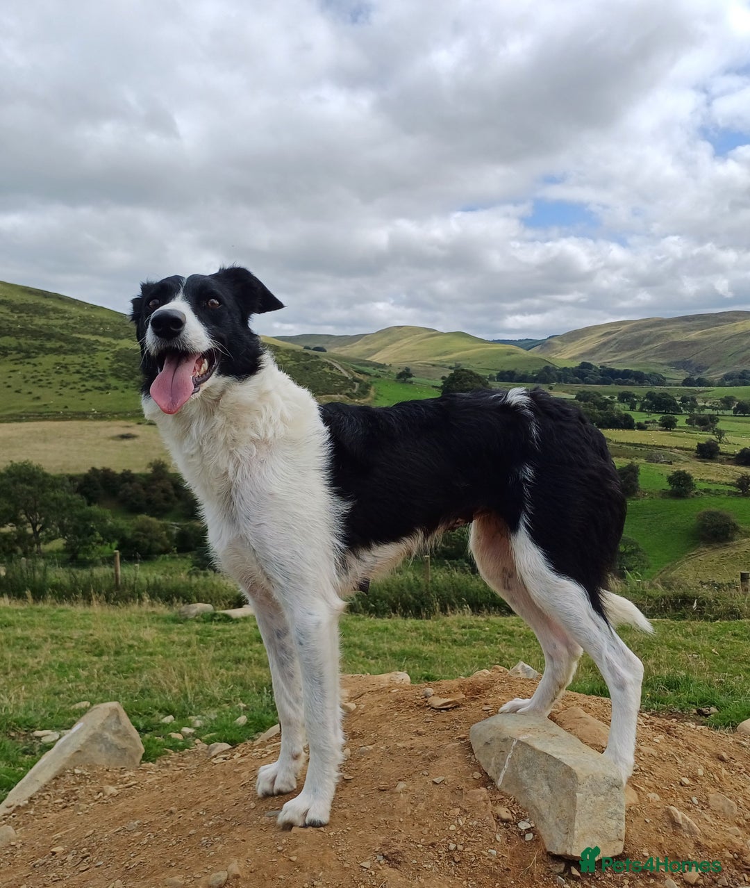 Border Collie dogs for sale: 2 year old Border Collie female - Advert 2