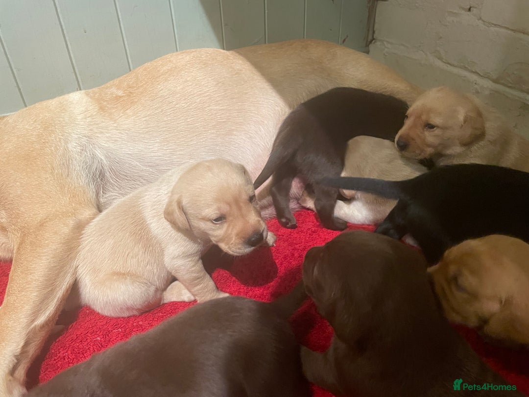 Labrador Retriever dogs for sale: Labrador retriever puppies  - Image 14