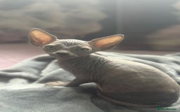 Sphynx cats for sale: Sphinx kitchens for a sale  - Image 3