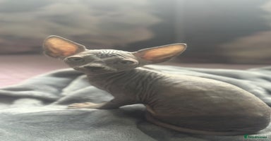 Sphynx cats - Advert 5