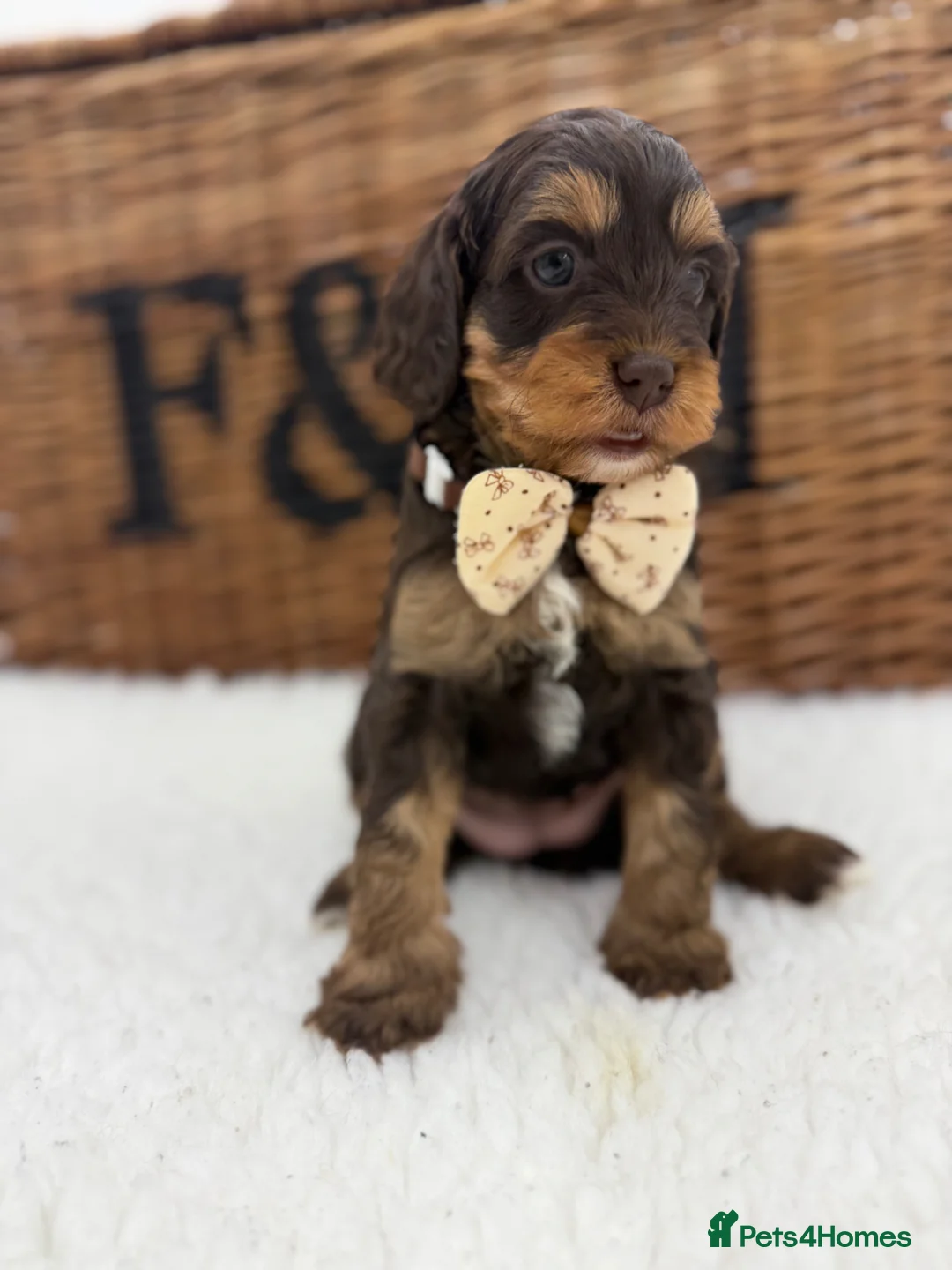 Cavapoo dogs for sale: F1 E ** tensively health tested toy cavapoos  in Romford - Advert 13