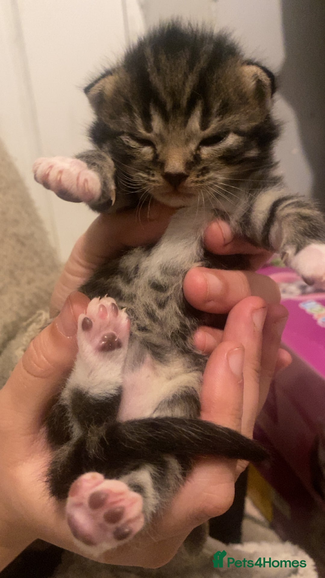 Mixed Breed cats for sale: Ragdoll/Mixed Breed Kittens for Sale - Image 8