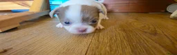 Chihuahua dogs for sale: Full pedigree long coat chihuahua lilac/chocolate - Advert 28