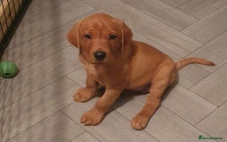 Labrador Retriever dogs for sale: **Only 2 Girls Left** Fox Red Labrador Puppies - Image 5