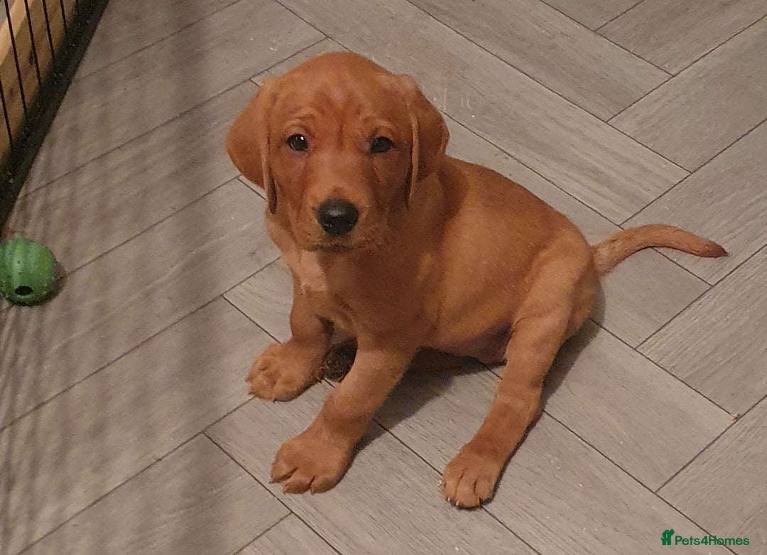 Labrador Retriever dogs for sale: **Only 2 Girls Left** Fox Red Labrador Puppies - Image 5