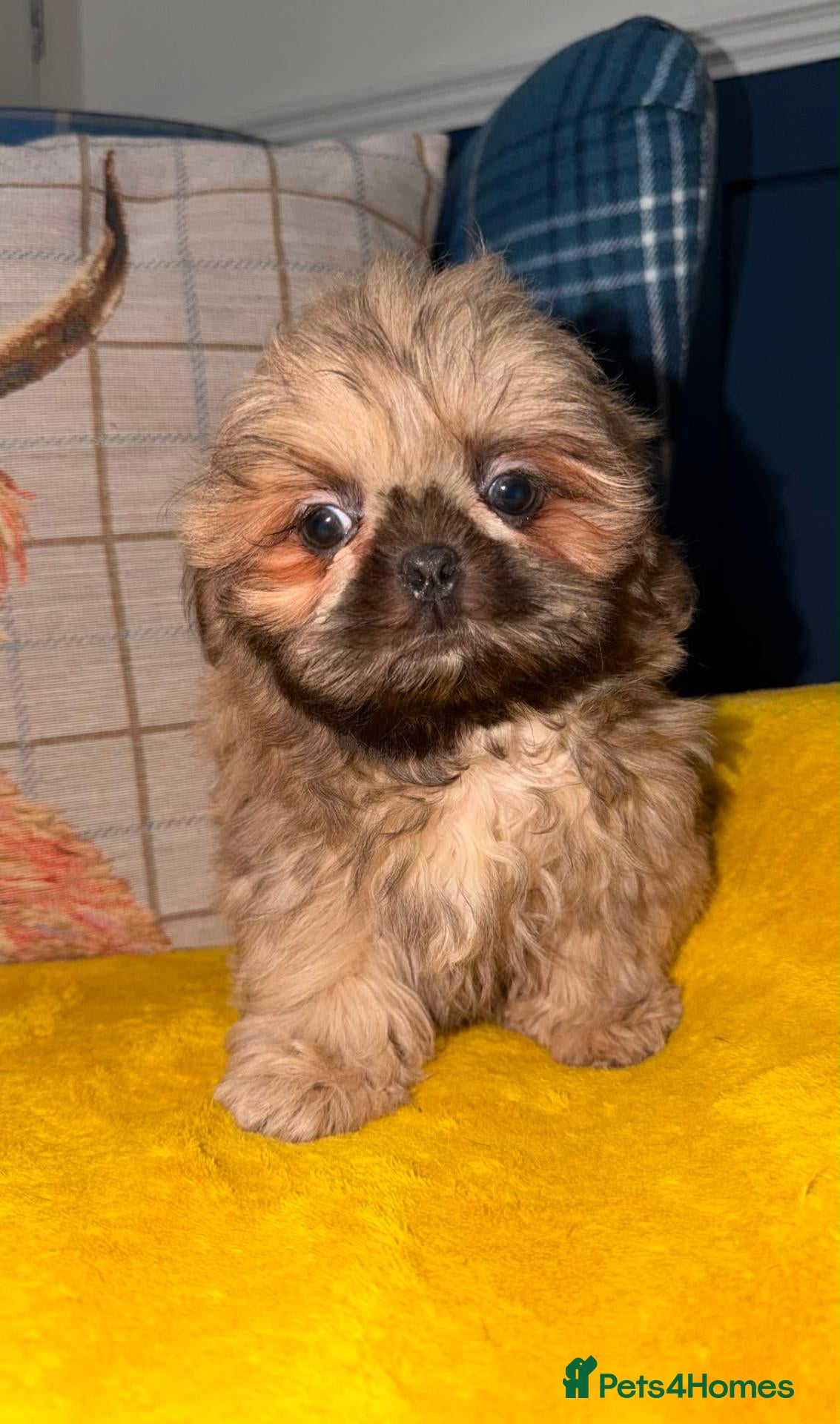 Shih Tzu dogs Two Blue Cream Shih Tzu Boys  - Advert 1