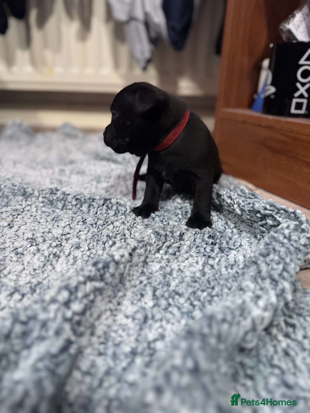 Staffordshire Bull Terrier dogs for sale: Staffys Puppies   25+ Champions ( Show Quality ) - Advert 21
