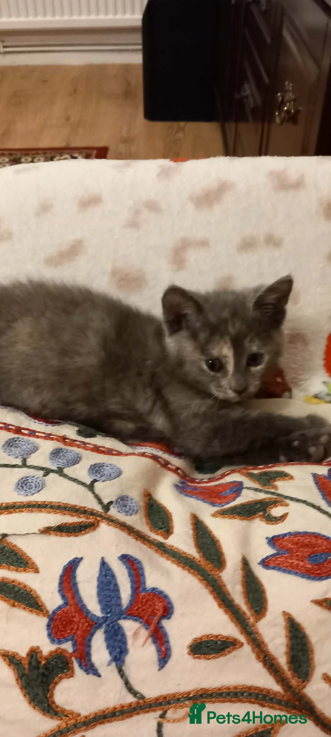 Mixed Breed cats for sale: Kitten  - Advert 4