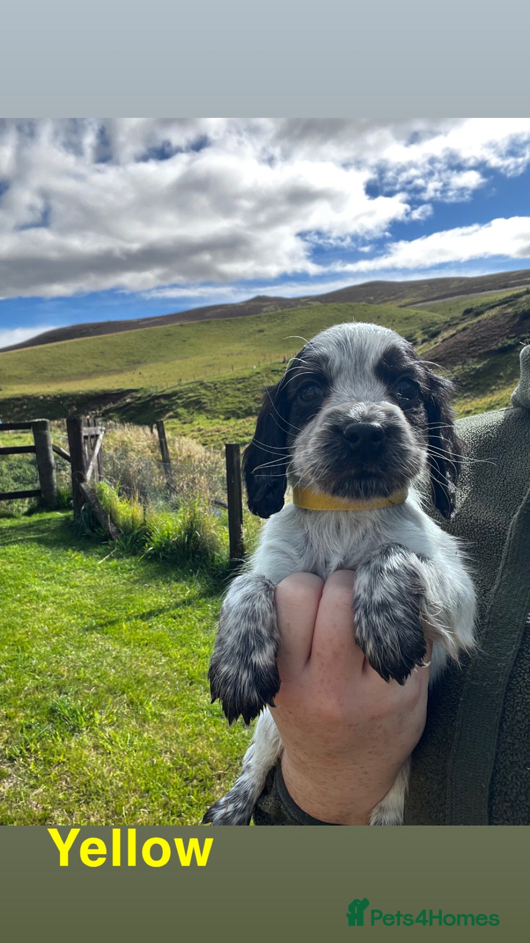 Cocker Spaniel dogs for sale: Cocker Spaniel Puppies  - Image 4