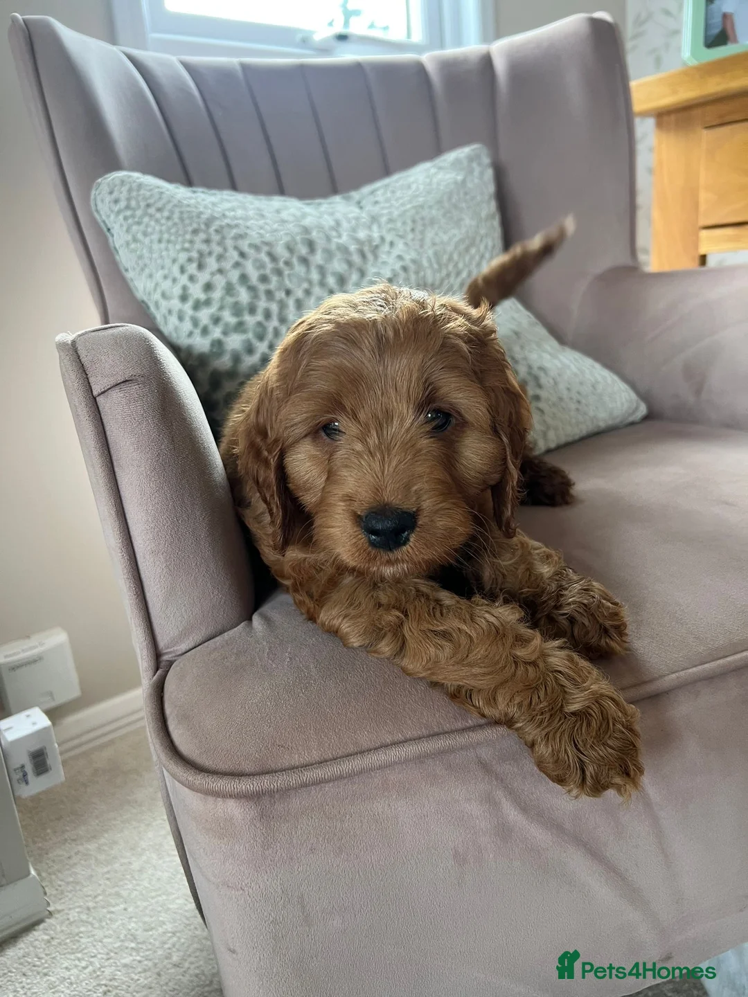 Cavapoo dogs for sale: Stunning red cavapoo puppies  - Advert 7