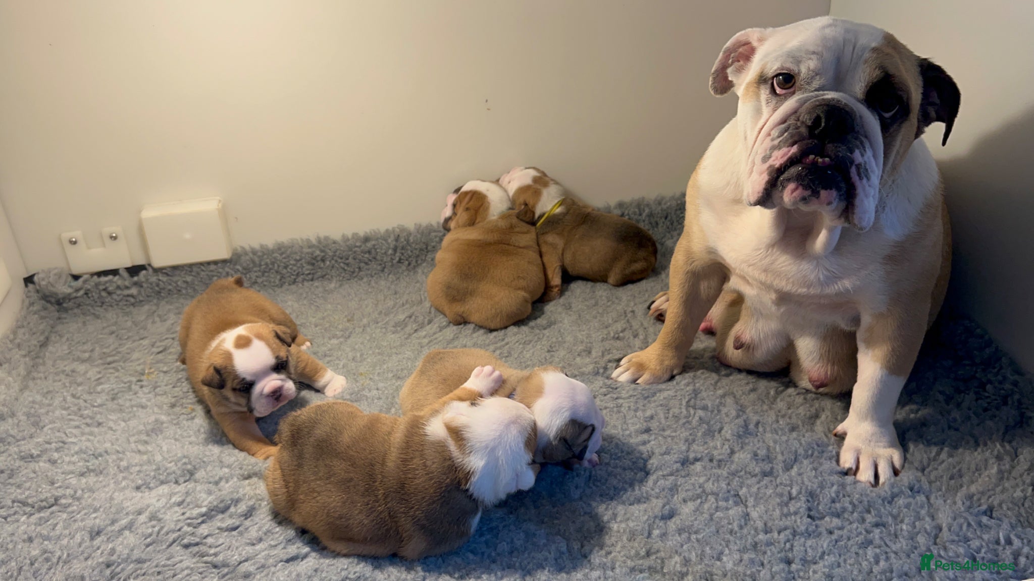 English Bulldog dogs 🏴󠁧󠁢󠁥󠁮󠁧󠁿 Best of British KC English Bulldogs - Advert 2