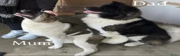 Akita dogs for sale: Chunky Akita puppies in Liverpool - Advert 16