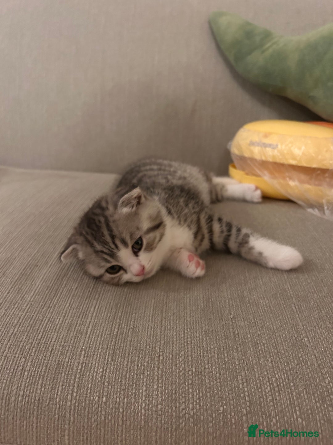 Scottish Fold cats for sale: Scottish fold and straights - Image 17