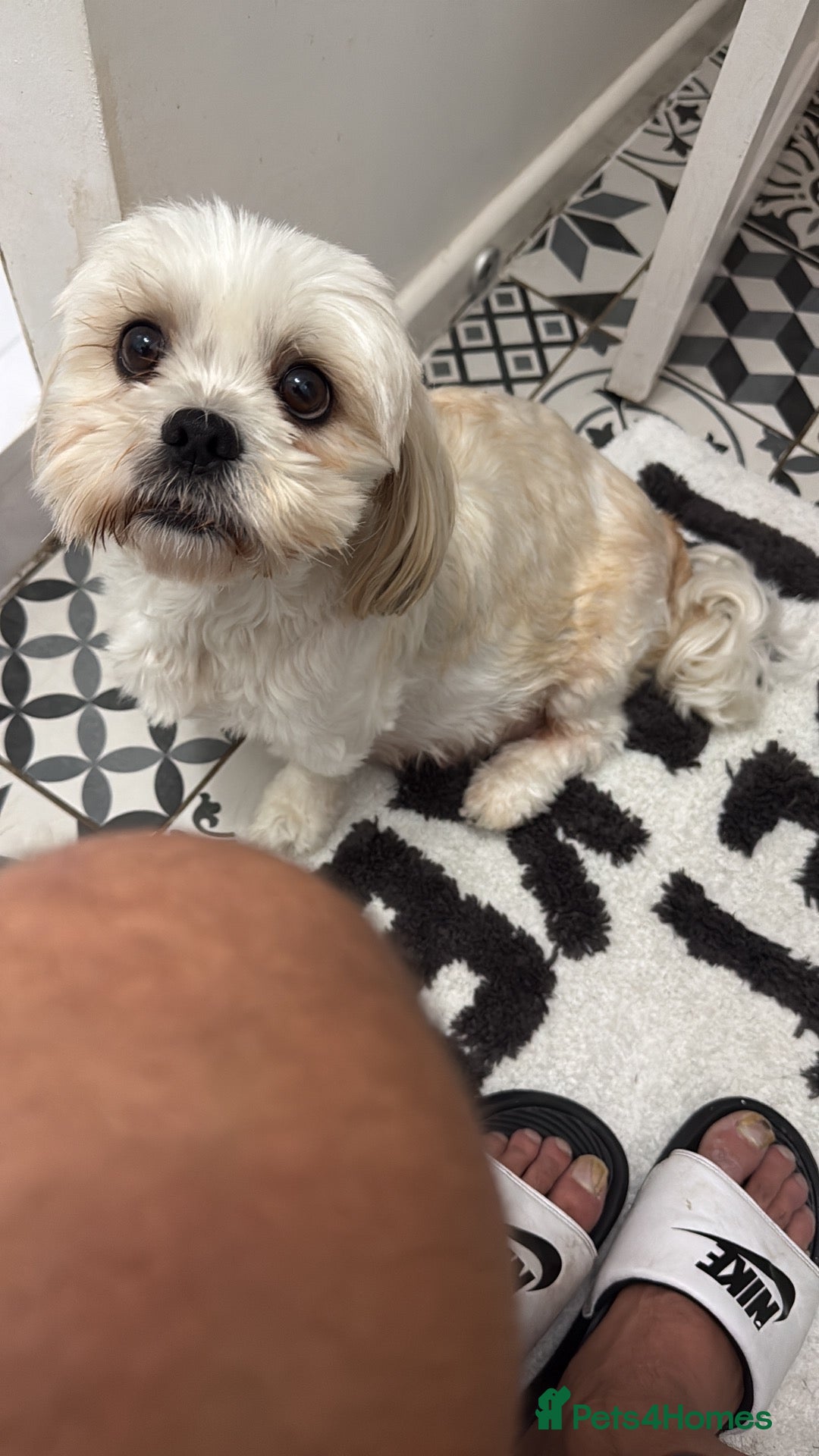 Lhasa Apso dogs 7 beautiful pups looking for their forever family - Advert 1
