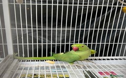 Mixed Breed birds for sale: Female Indian Ringneck,male Cockatiel & hen budgie - Image 1