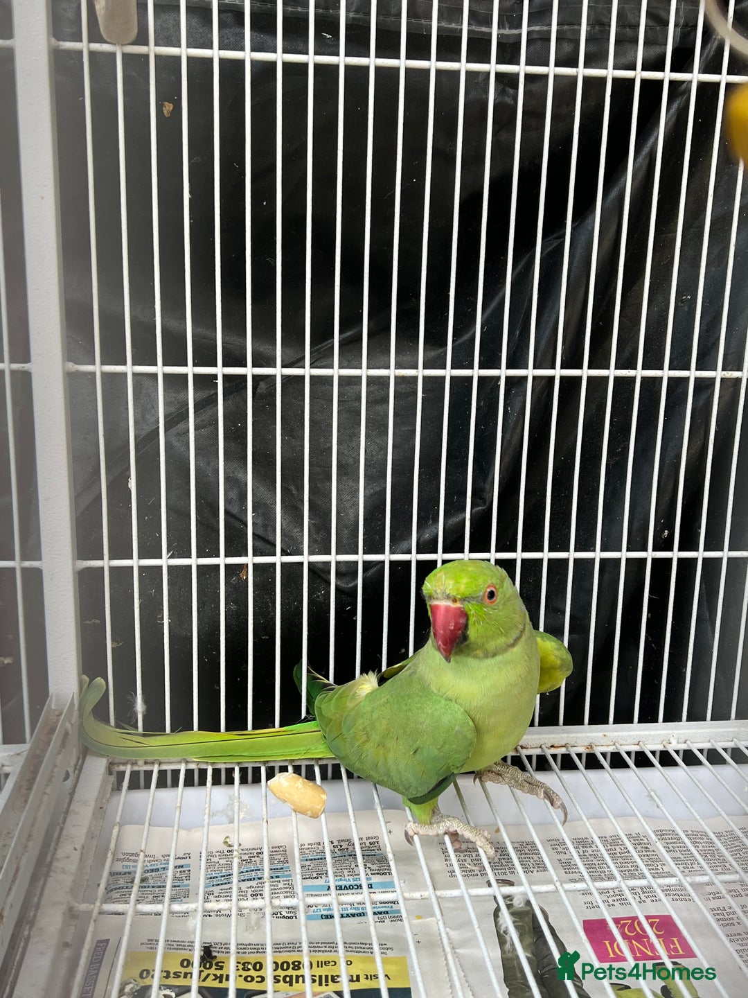 Mixed Breed birds for sale: Female Indian Ringneck,male Cockatiel & hen budgie - Image 1