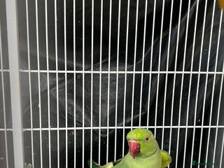 Mixed Breed birds - Advert 33