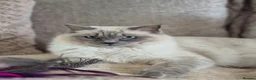 Ragdoll cats for sale: Blue point ragdoll  - Advert 4