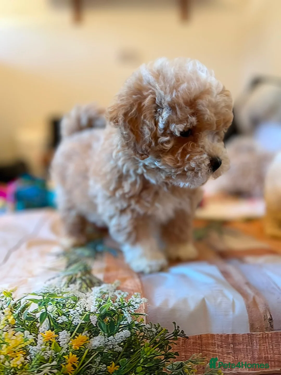 Maltipoo dogs for sale: Beautiful maltipoo puppies - Advert 14