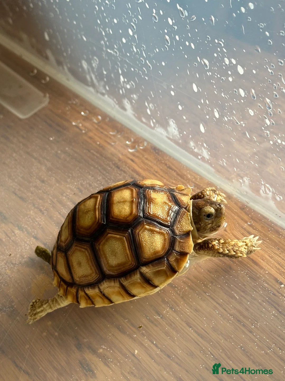 Tortoise reptiles for sale: Sulcata tortoise  - Advert 9