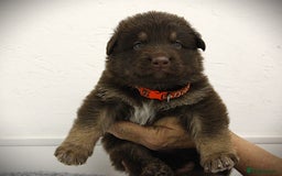 German Shepherd dogs for sale: GORGEAOUS K/C Registered German Shepherd puppies - Image 27