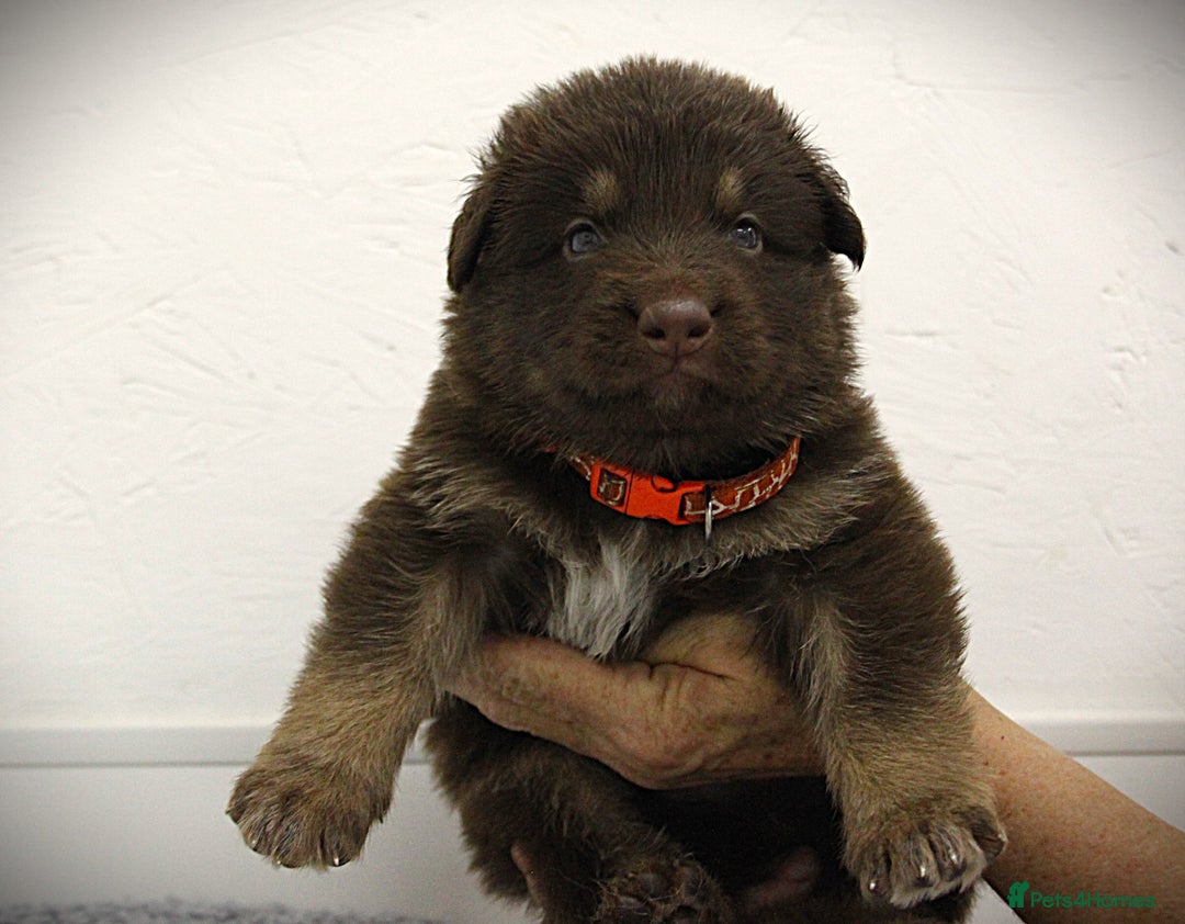 German Shepherd dogs for sale: GORGEAOUS K/C Registered German Shepherd puppies - Image 27