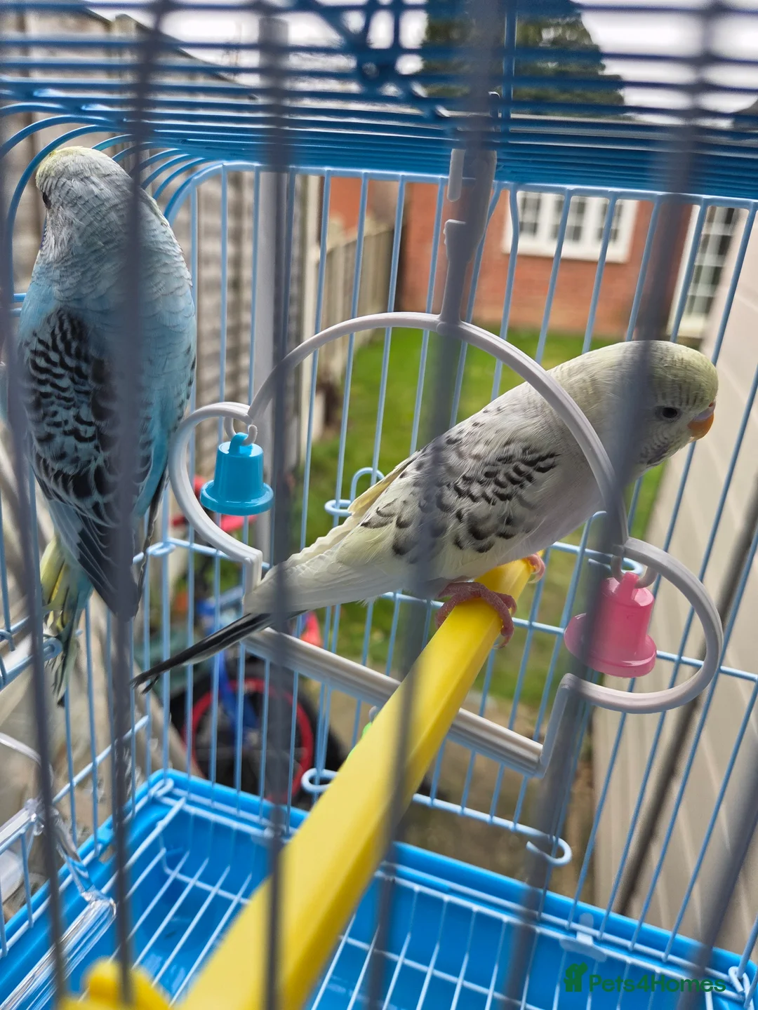 Budgerigars birds for sale:  budgies for sale - Advert 32