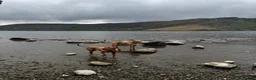 Rhodesian Ridgeback dogs for sale: 5YO Female Rhodesian Ridgeback - Advert 4