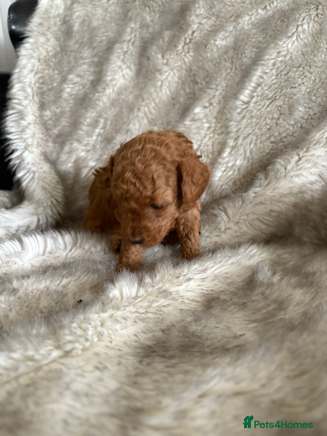 Toy Poodle dogs for sale: Kc deep red toy poodles  - Image 3