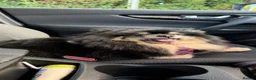 German Spitz dogs for sale: German spitz for Adoption  - Advert 9