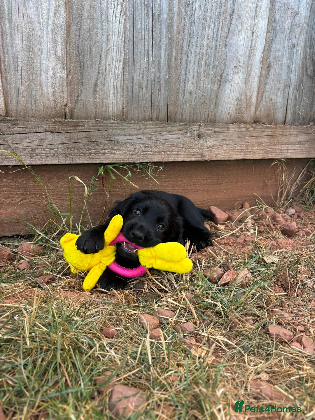 Cocker Spaniel dogs for sale: Cocker Spaniel in Crediton - Advert 9