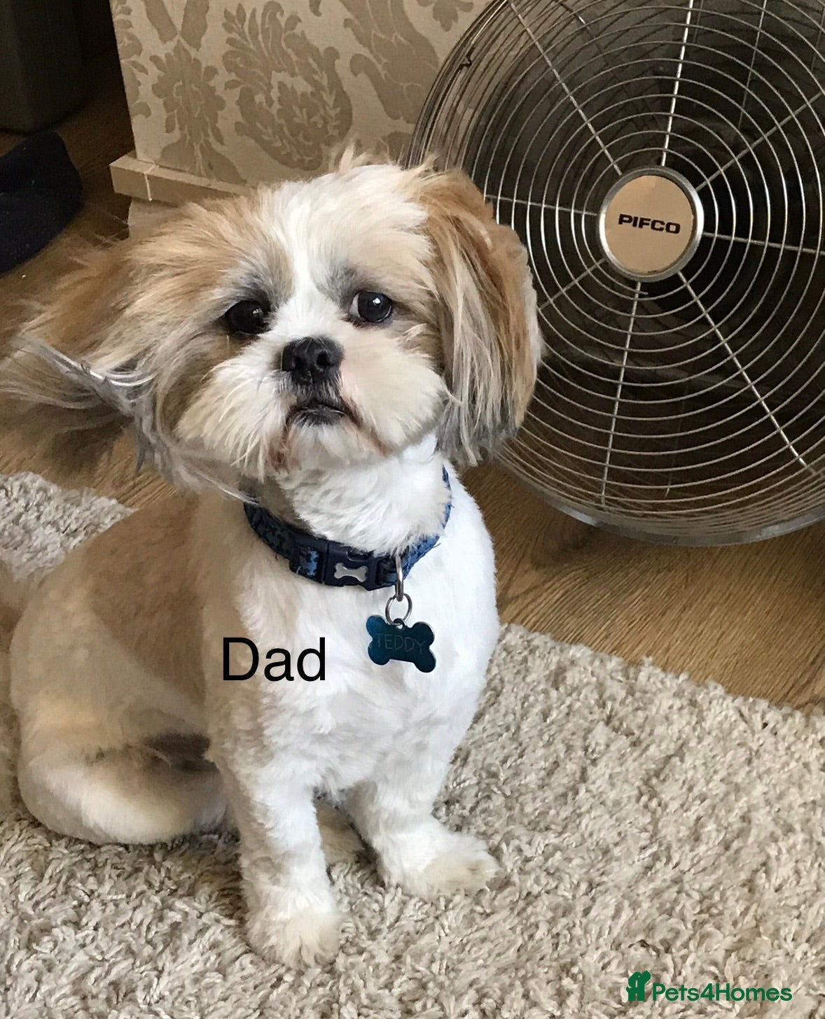 Shih Tzu dogs Stunning KC boy for stud  - Advert 1