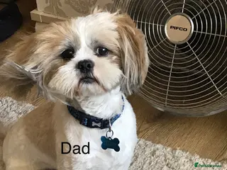 Shih Tzu dogs Stunning KC boy for stud - Advert 2