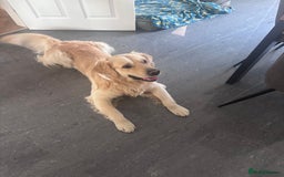 Golden Retriever dogs for stud: Gorgeous Golden Retriever Stud  - Image 7