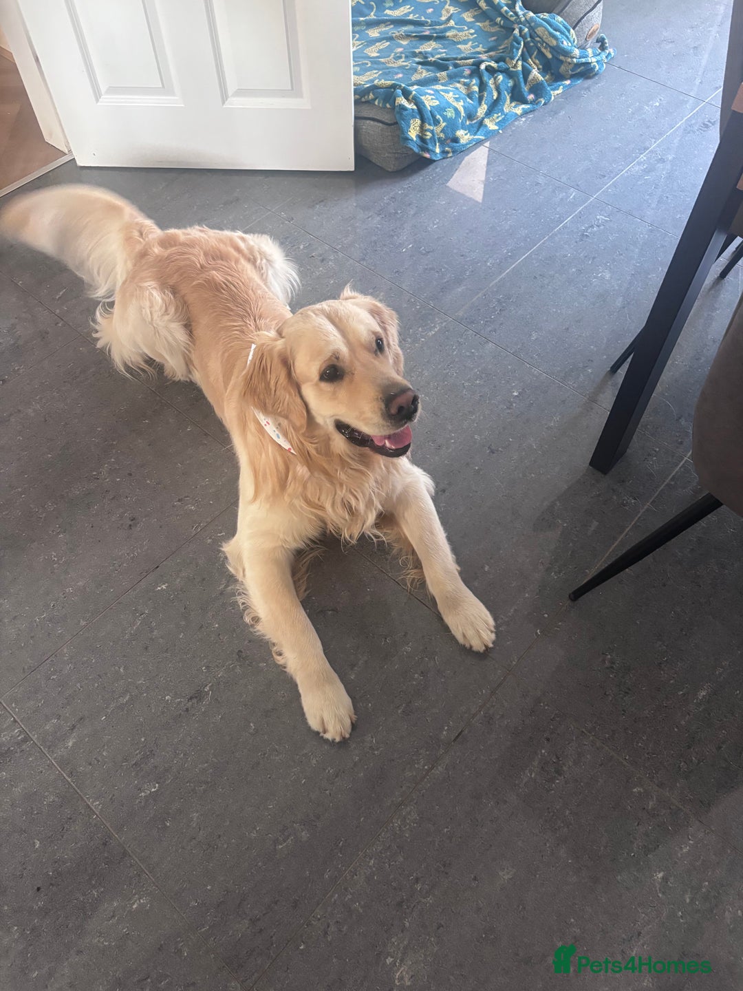 Golden Retriever dogs for stud: Gorgeous Golden Retriever Stud  - Image 7